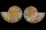 Cut & Polished, Agatized Ammonite Fossil (Pair)- Jurassic #110762-1